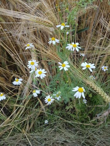 Buelow Apartment | Ferienwohnungen am Malchiner See