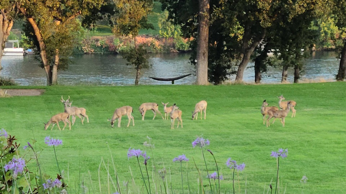 Red Bluff Cabin | Fishing Cabin on the Sacramento River, dock provided