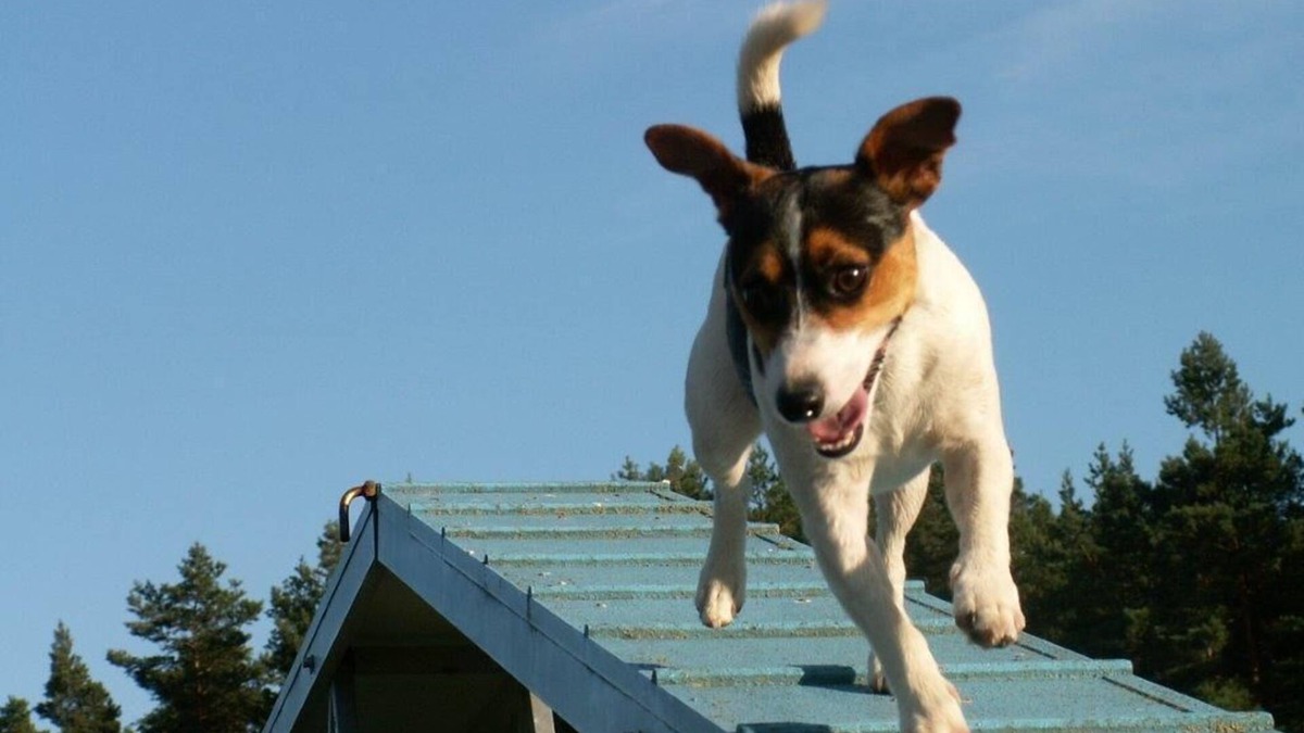 Klosterwalde Apartment | Forsthaus Metzelthin - Holiday with dog