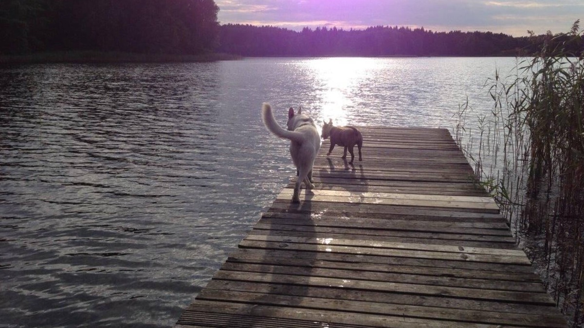 Klosterwalde Apartment | Forsthaus Metzelthin - vacation with your dog