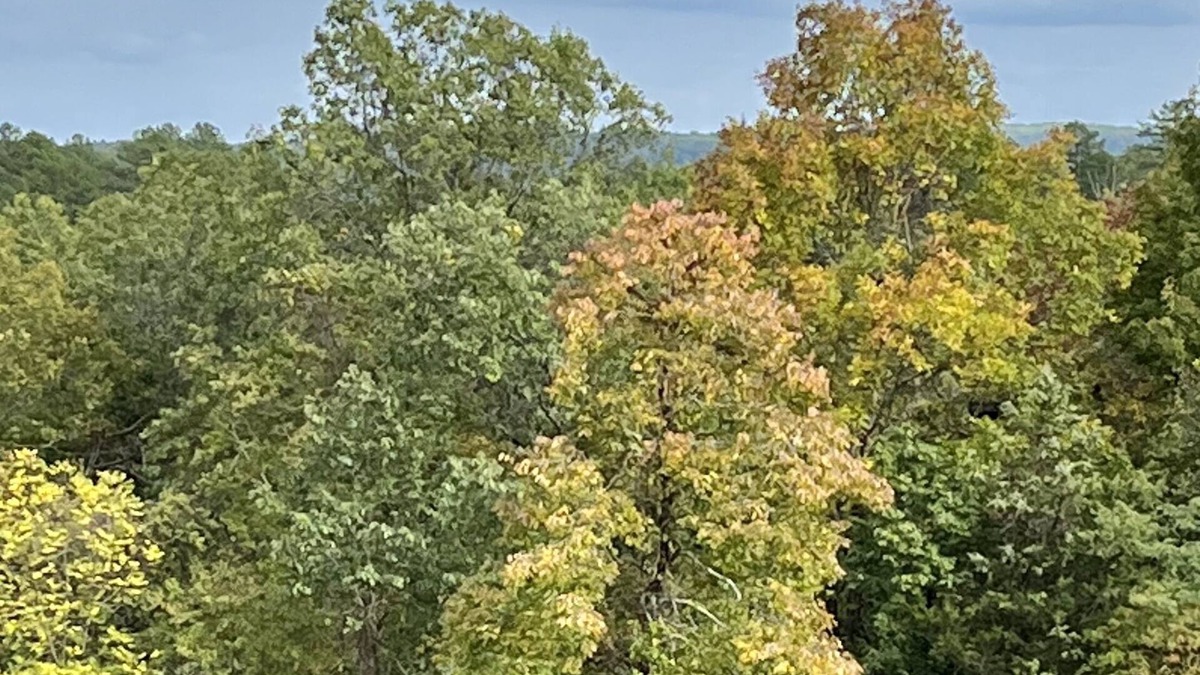 Eminence Cabin | Fox Pen CabinsnCabin #2nNot friendly for street bikes…nPet-Friendly