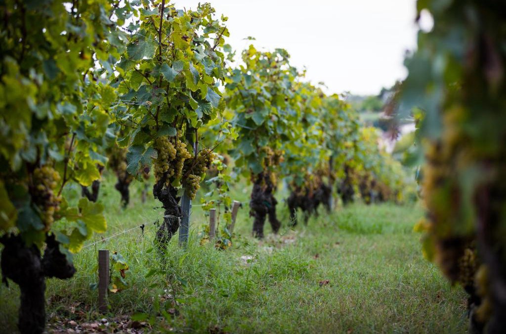 Prignac-et-Marcamps House | Gîte au milieu des vignes