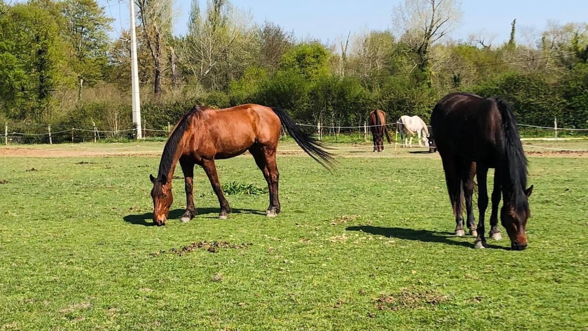 Cissac-Medoc House | Gîte du Haras de Lolivier