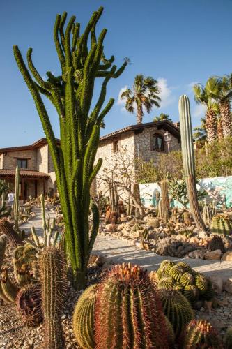 Favara House | Garden Cactus
