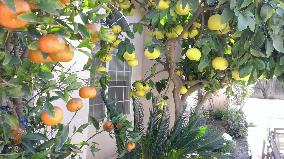 Fresno Hotel | Garden Inn and Suites