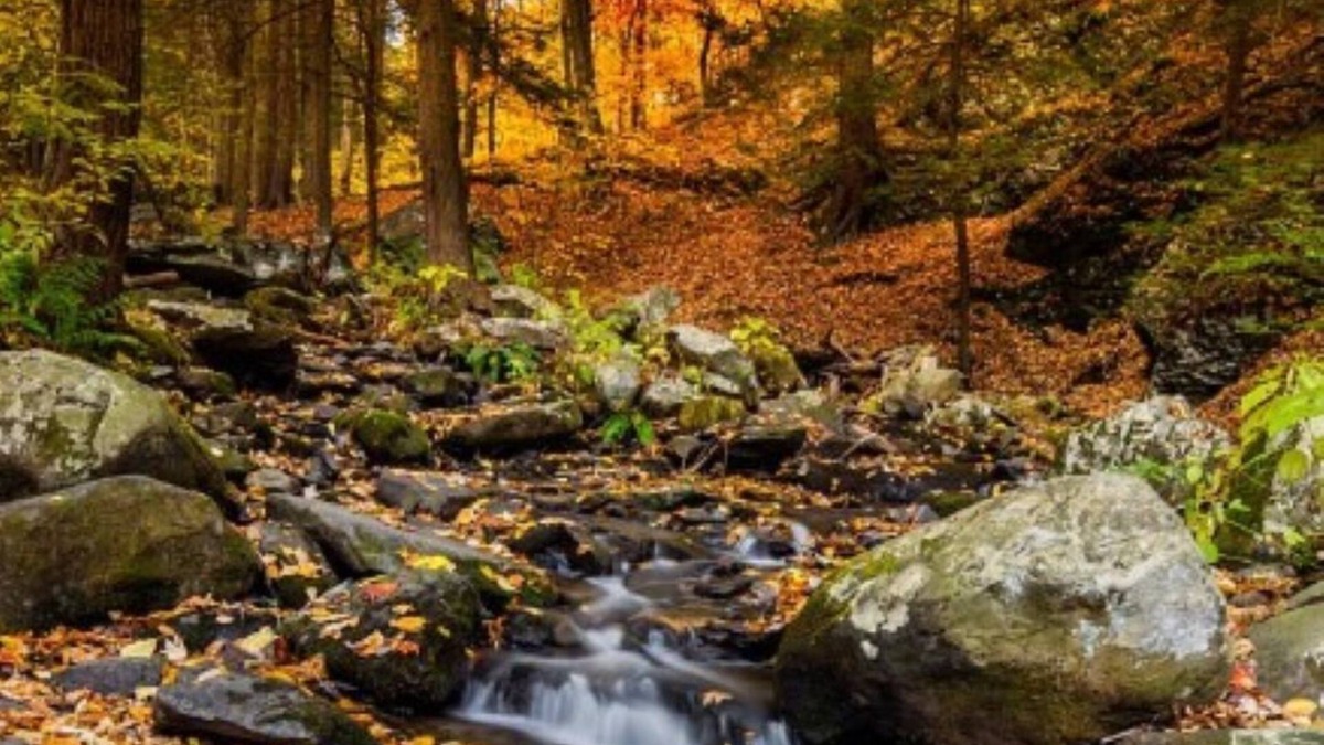 Briar Crest Woods Cabin | Great Place for Leaf-Peeping this Fall: Exclusively at the Hideout!
