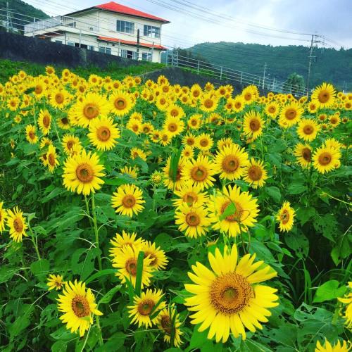 Hyuga House | Guesthouse & Beach Cafe Fuego