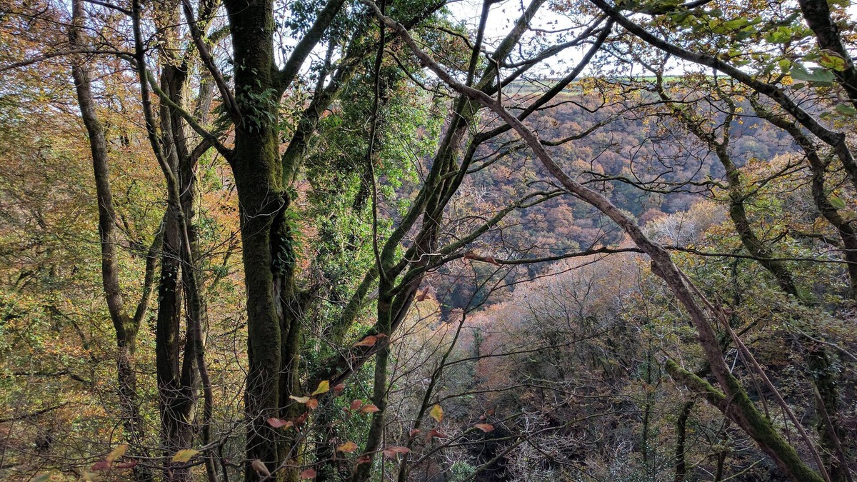 Bwlchnewydd House | Heartwood Barn - Cosy converted barn, nestled in beautiful ancient woodland