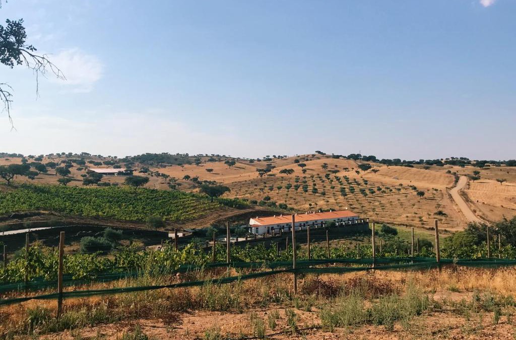 Corte do Pinto House | Herdade da Moringa