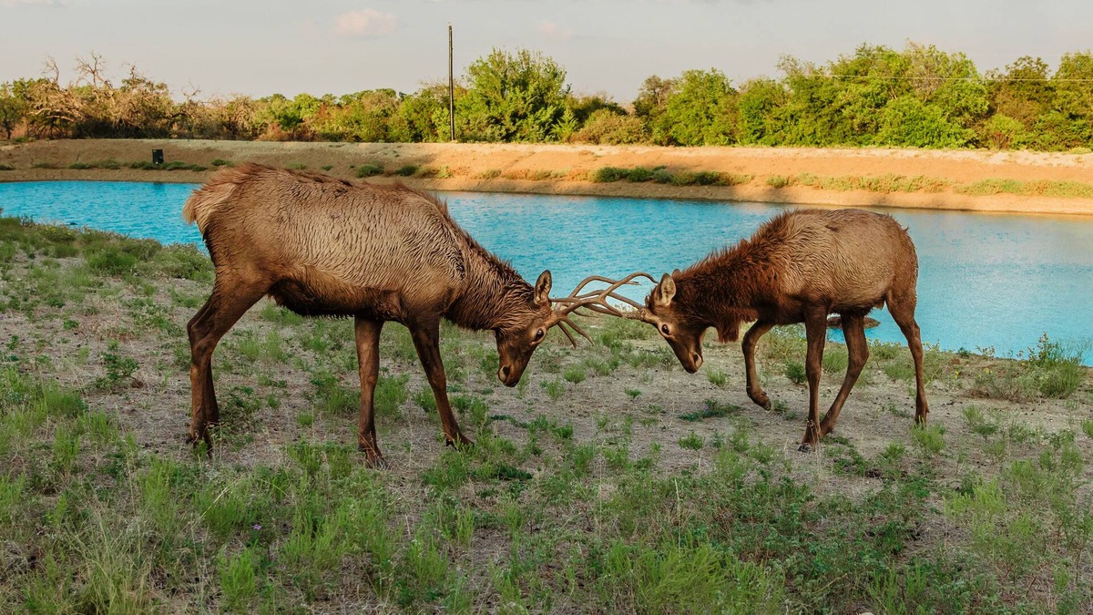 Springtown House | Hilltop lodge with spectacular views and roaming wildlife.