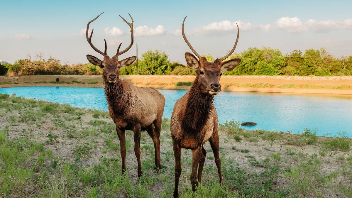 Springtown House | Hilltop lodge with spectacular views and roaming wildlife.