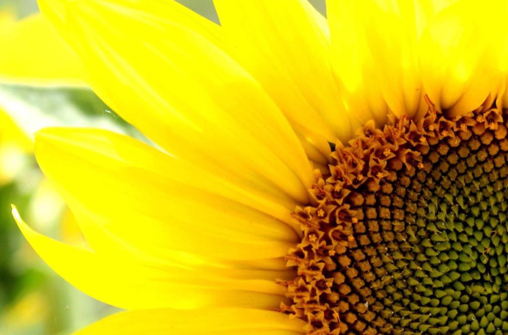 Alt Reddevitz Apartment | Hoefthus 11