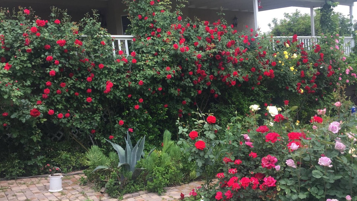 Canyon Lake House | Home away from Home.Family & Pet friendly30+days