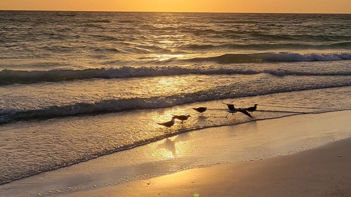 Ruskin Apartment | Home Paradise, Cozy guest suite in Ruskin POOLS HIGH SPEED WIFI BEACH MINUTES!