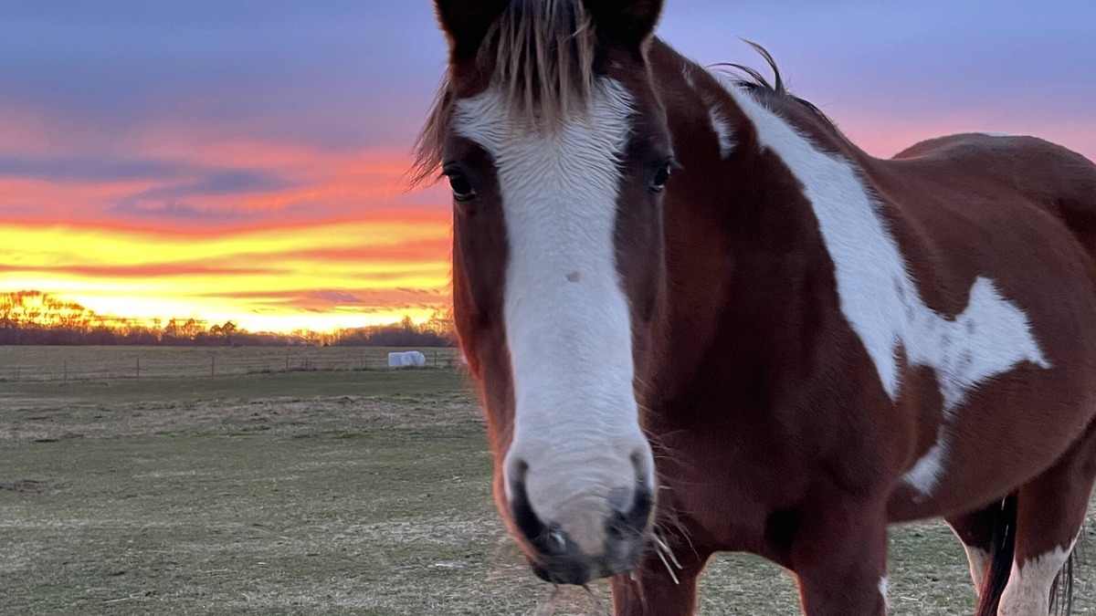 Seneca House | Horses, Big Sky, Boat and Horse Trailer Parking, Acreage, Tiny Home