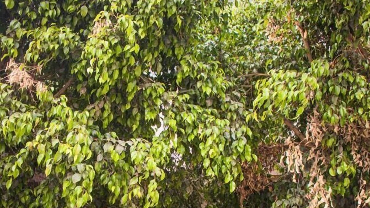 Ciudad del Maiz Hotel | HOTEL CASA GRANDE