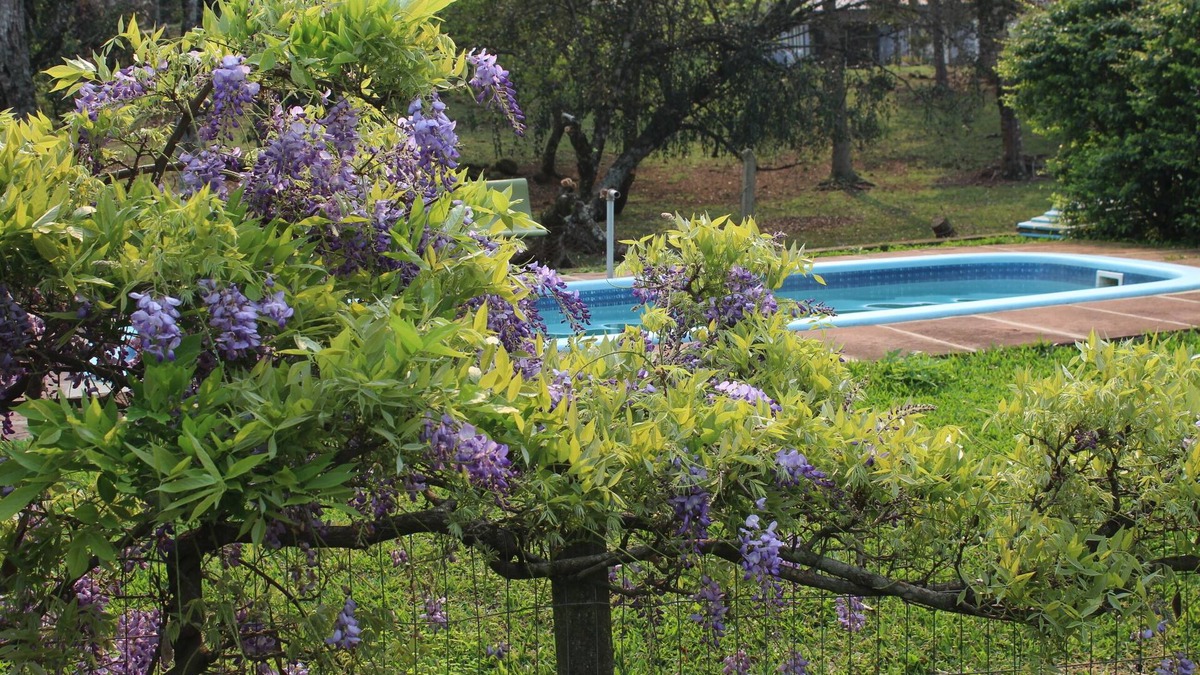 Nova Petropolis Hotel | Hotel Pousada dos Plátanos