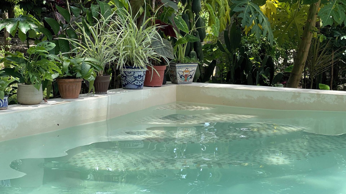 Solferino House | House in the jungle 2 BEDROOMS, EQUIPPED KITCHEN & ALBERCA