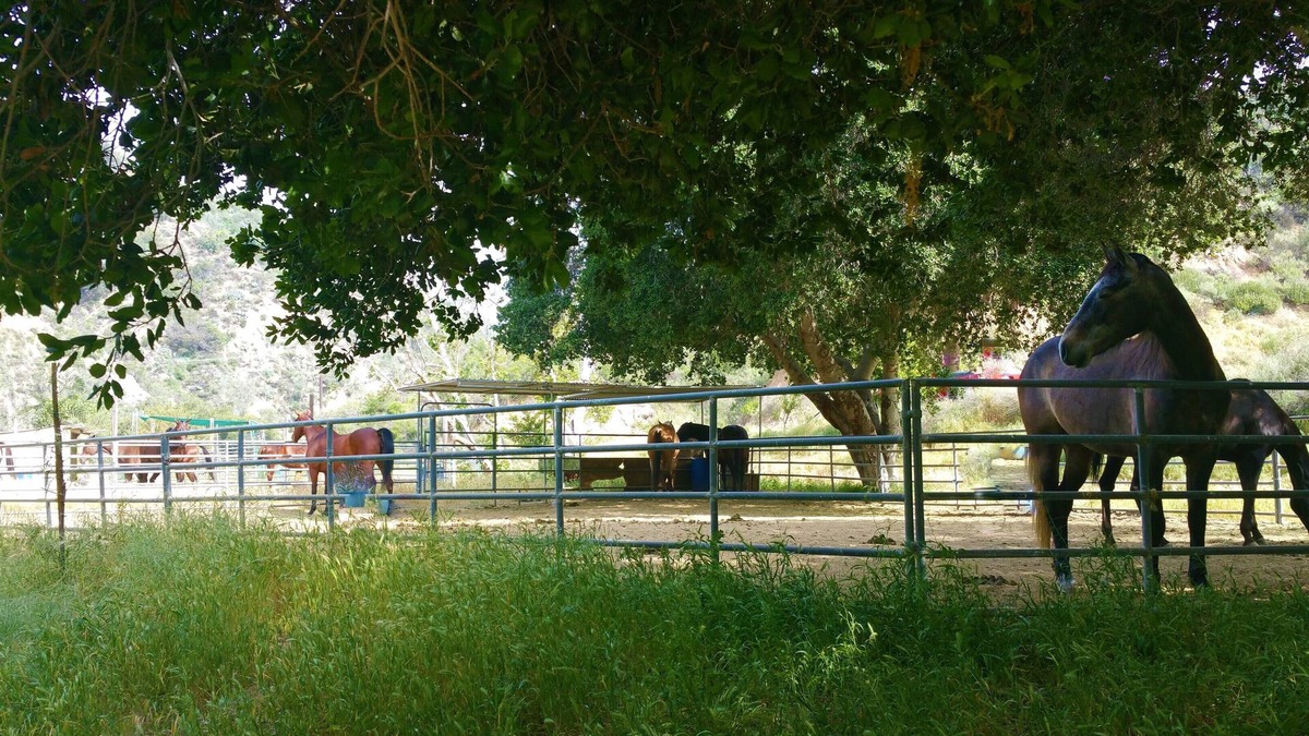 Sylmar Cabin | Huge Ranch,Wedding/Event/Party 200 guests plus cottage or Camping group