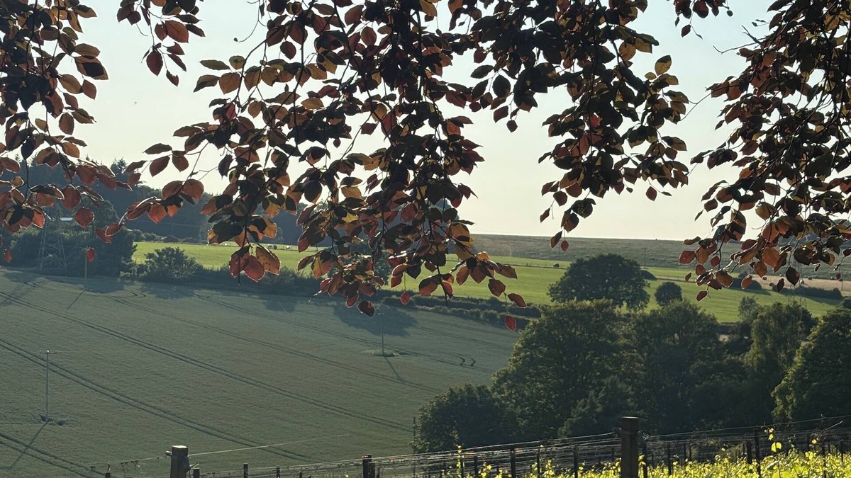 Pett Bottom House | Humphrey's cottage at Gorsley Vineyard