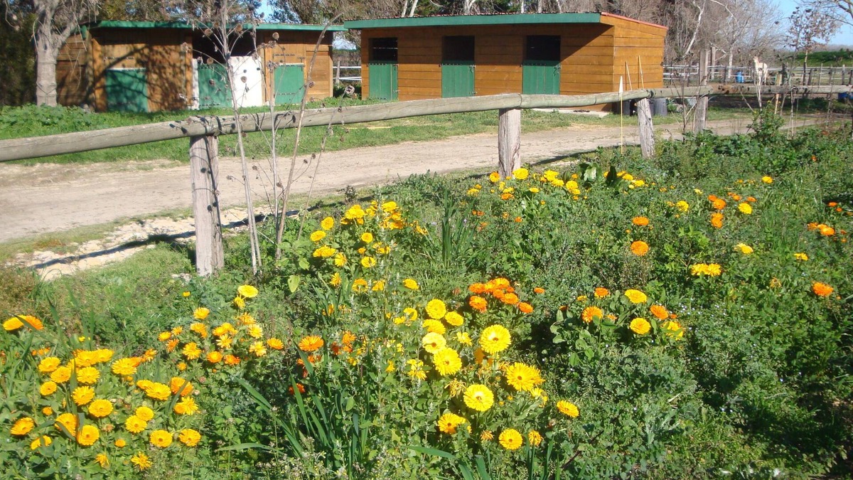 Saint-Gilles Apartment | In the camargue for carp and big catfish fishing gite on the banks of theRhône