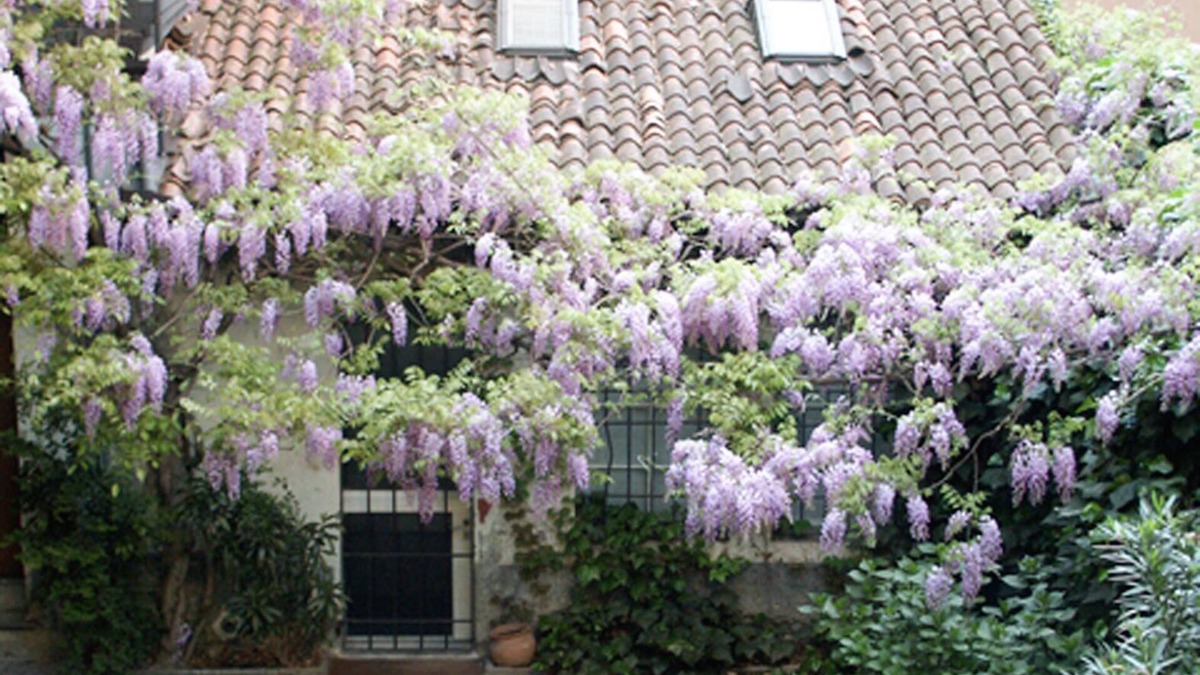 Chinatown Bed & Breakfast | independent little flat on two floor silent courtyiard with wisteria
