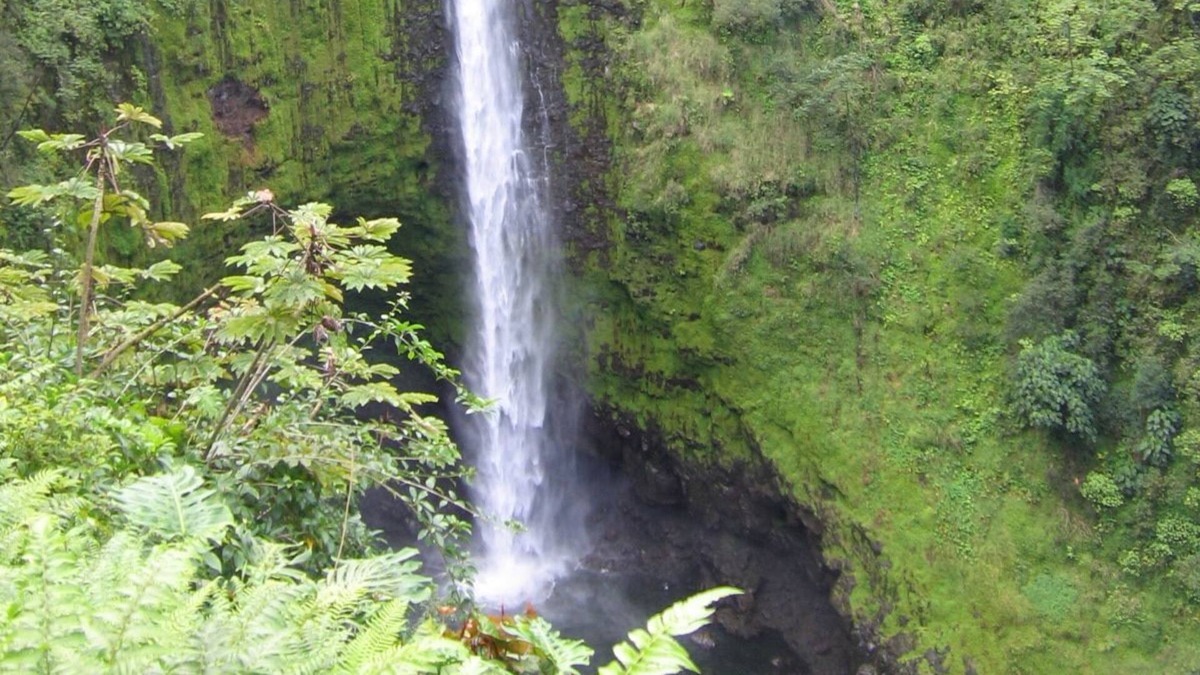 Fern Forest House | Ixchel Hawaii