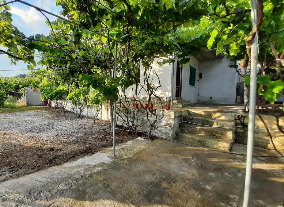 Borsh House | Jungle House
