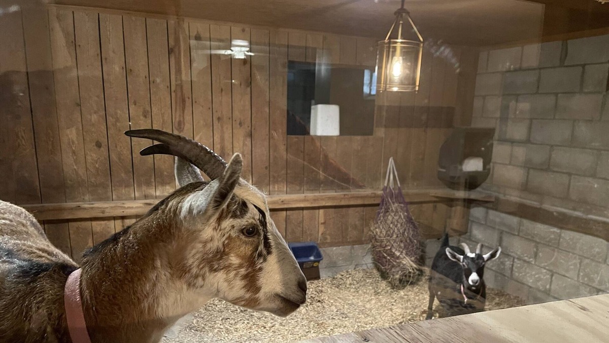 Paint Lick House | Kentucky Inn and Horse Farm. Stable Suite, with window looking into the Goat Stall