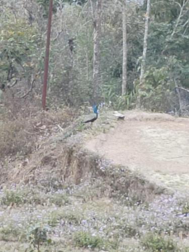 Pedong House | Kousani Naranga Farmstay-Kagey