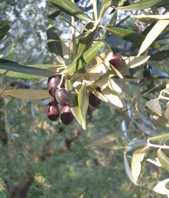 Siviano House | L' Oliva Nera