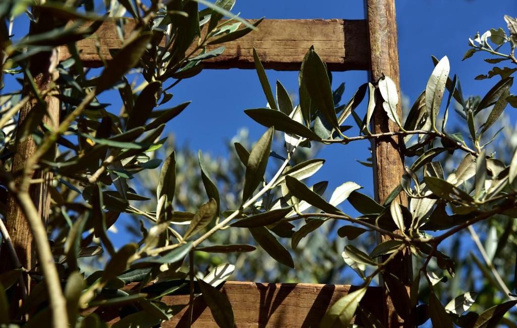 Civitella d'Agliano House | L'Olivo