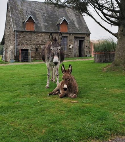 Le Menil-Ciboult Other | La Billardière Camping à la Ferme