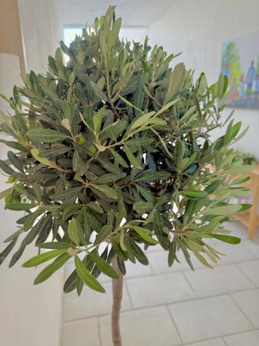 Torre Santa Susanna Bed & Breakfast | La dimora degli ulivi