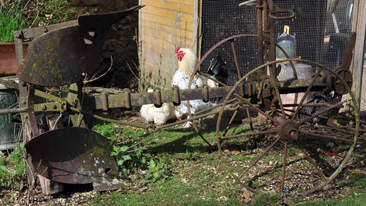 Evry Other | La Ferme de Flo' - Vache - Double ou Twin Confort