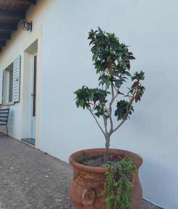 Ramallo House | La Porota