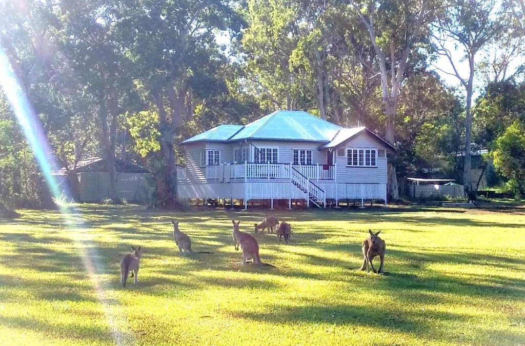 Peregian Beach Cabin | Lake Weyba Noosa Lodge & Kangaroos
