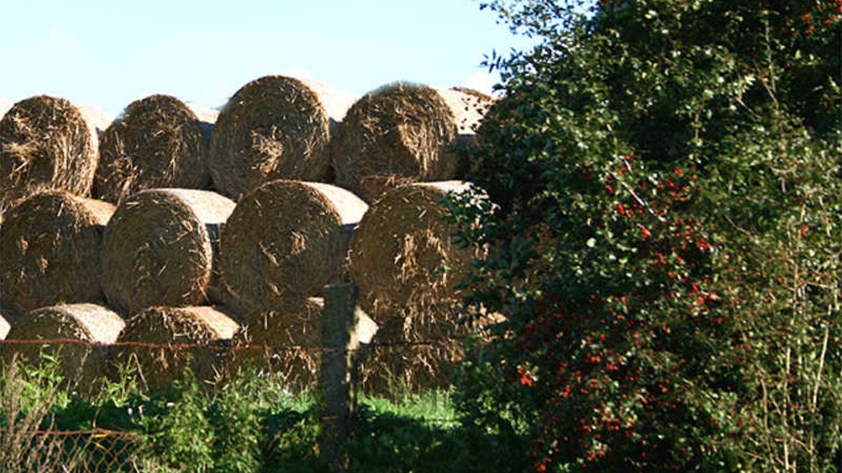 Basedow House | Landhaus Ferienhütte on Basedow Höhe - Landhaus Ferienhütte