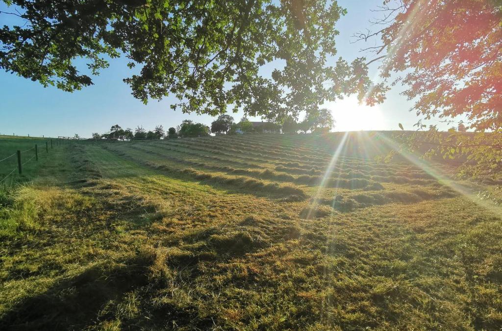 Haidershofen Apartment | Landliebe