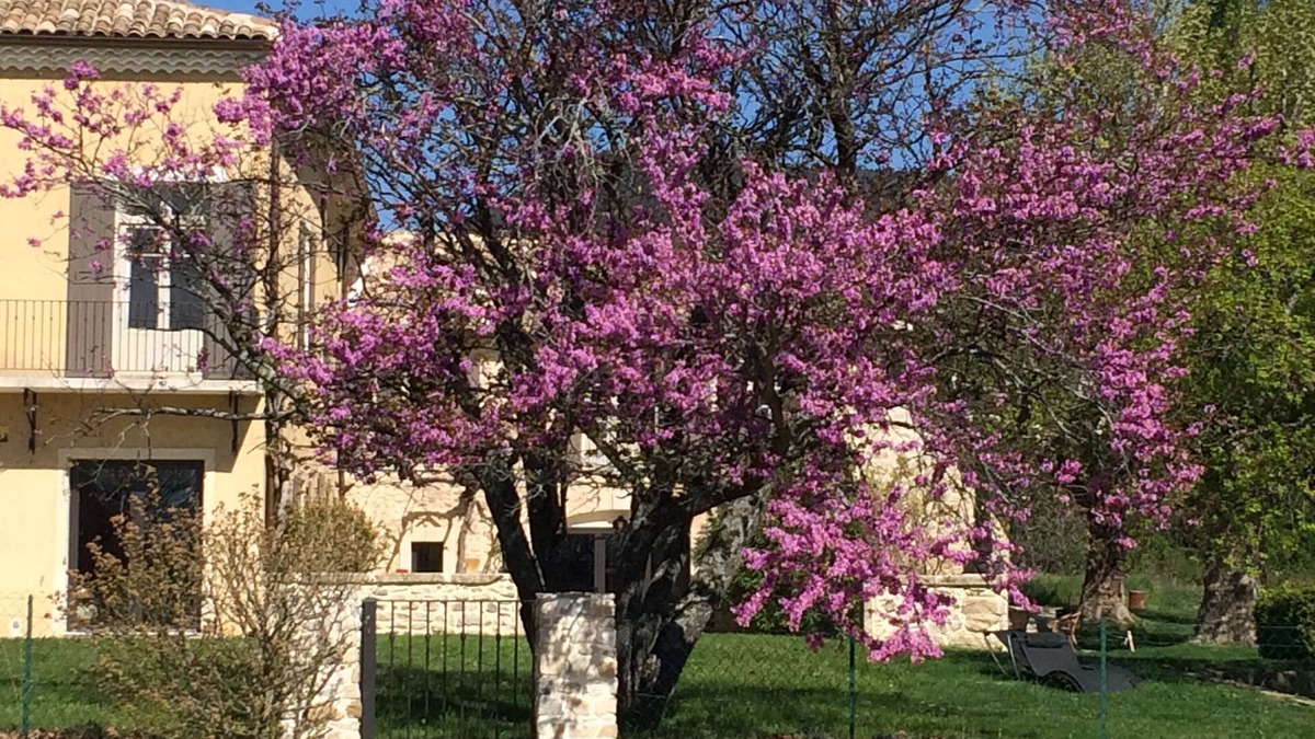 Rousset-les-Vignes House | Large renovated mas in Drôme provençale for several families or friends.