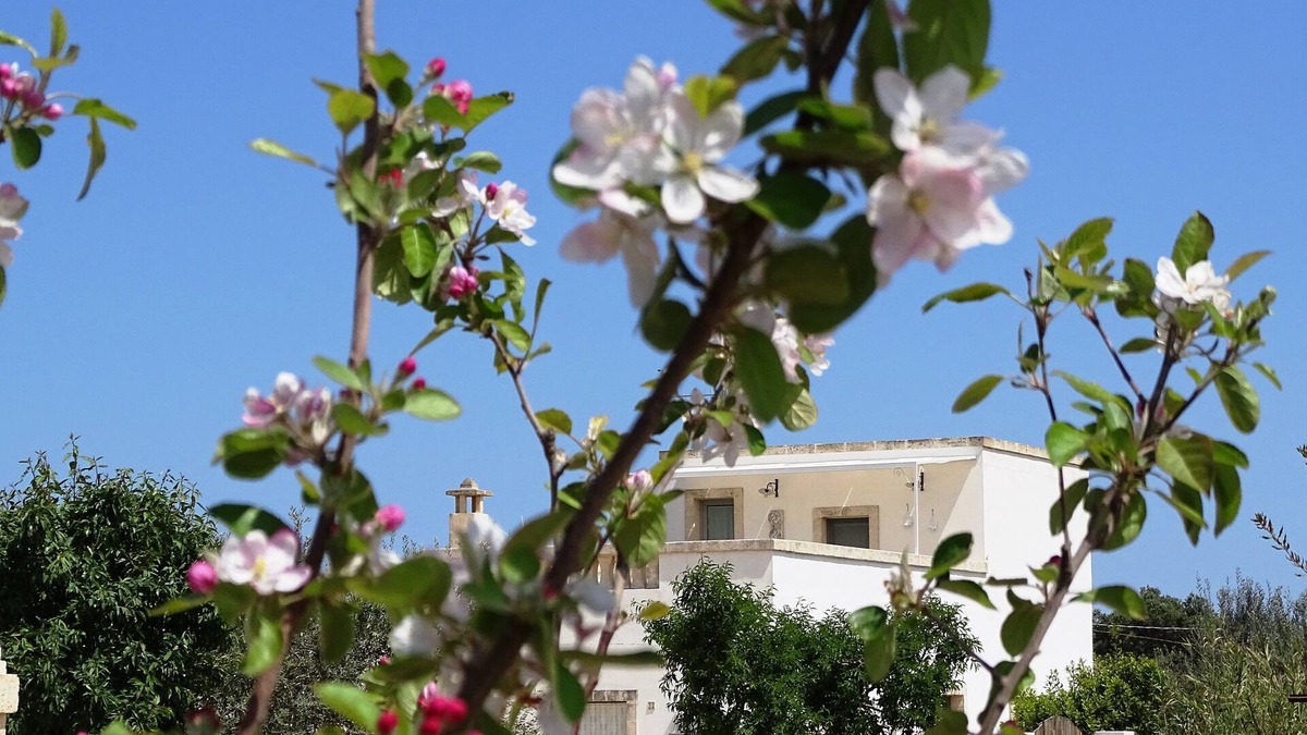 Fasano House | 'Le Fogge' is a place in contact with nature and the perfumes of Puglia