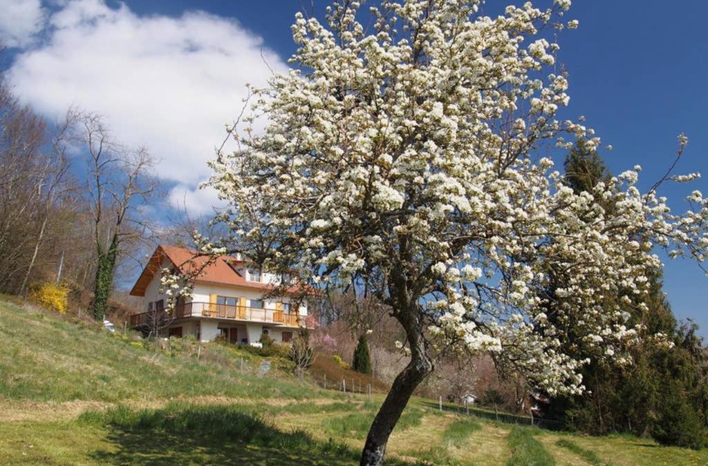 Paladru Apartment | Le Merle Enchanteur