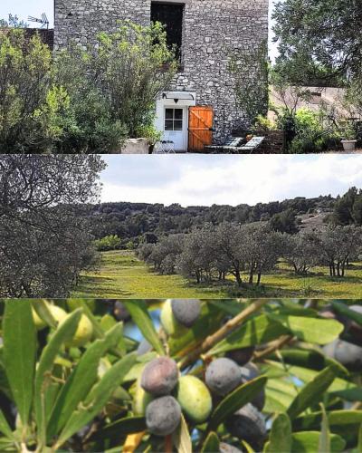 Caumont-sur-Durance Apartment | Les Oliviers