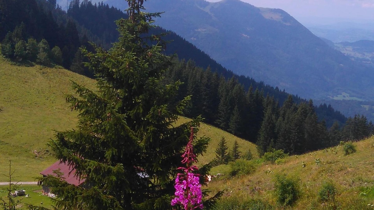 Le Praz de Lys Apartment | LES TERRASSES du MONT BLANC - 2 rooms - 6 sleepings