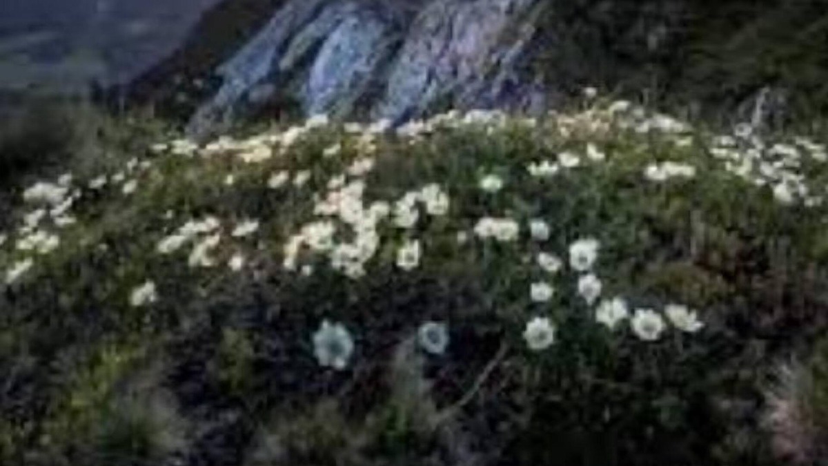 Norwood Park House | Less than 10 mins. from O'Hare Airport & less than 17 from Willis Tower.