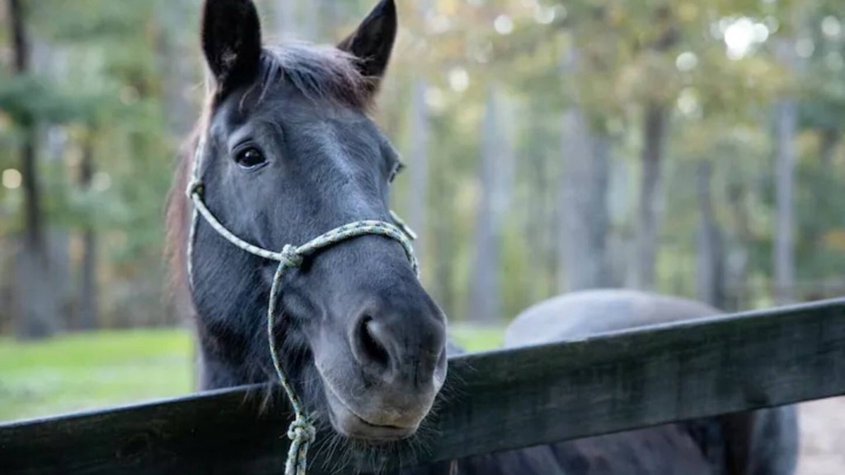 Canton House | Little Bit Farm - Create your own stay