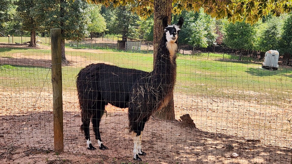 Villa Rica RV Rental | Llama Retreat - wall tent in a peaceful setting
