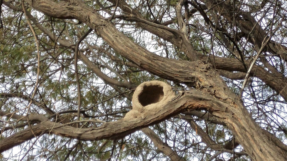 Cuadro Nacional Cottage | Los Racimos Finca San Rafael Mendoza