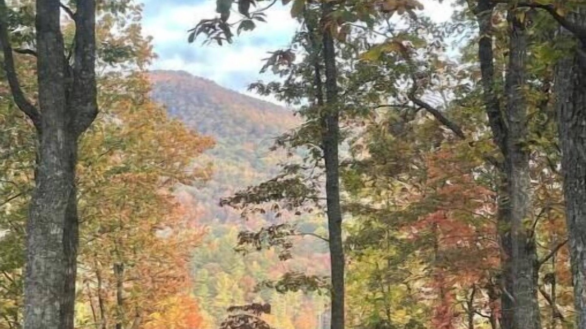 Blairsville Apartment | Lovely 1-bedroom, 1100 sqft apartment, patio in forest, beautiful Blue Ridges