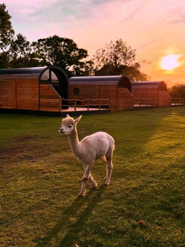 Hatherton Cabin | Luxury Lodge with Hot Tub next to Belfry Golf Course